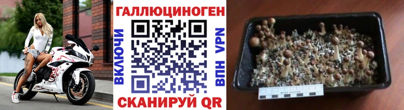купить   Полевской  Псилоцибиновые грибы Magic Shrooms 